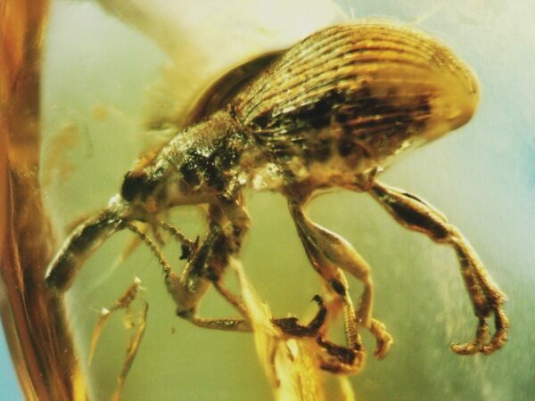 A weevil trapped in Baltic amber is an example of unaltered preservation.